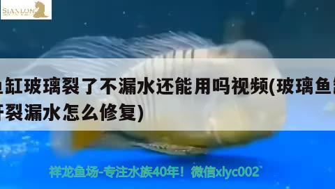 魚缸玻璃裂了不漏水還能用嗎視頻(玻璃魚缸開裂漏水怎么修復(fù))