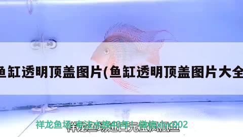 魚缸透明頂蓋圖片(魚缸透明頂蓋圖片大全)