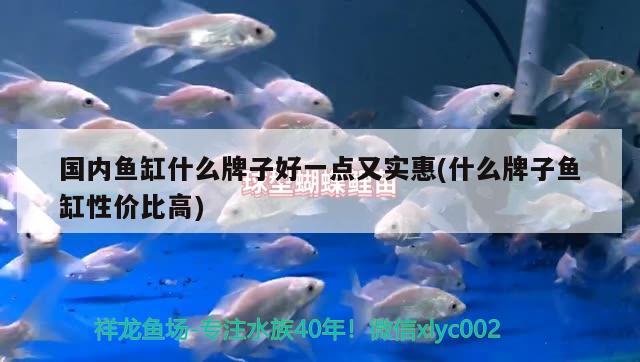 國(guó)內(nèi)魚(yú)缸什么牌子好一點(diǎn)又實(shí)惠(什么牌子魚(yú)缸性?xún)r(jià)比高) 藍(lán)底過(guò)背金龍魚(yú)