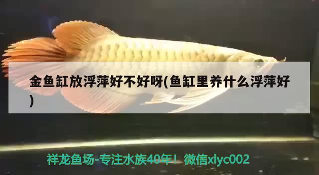 金魚缸放浮萍好不好呀(魚缸里養(yǎng)什么浮萍好) 肥料