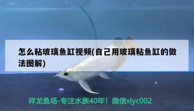 怎么粘玻璃魚缸視頻(自己用玻璃粘魚缸的做法圖解) 委內(nèi)瑞拉奧里諾三間魚