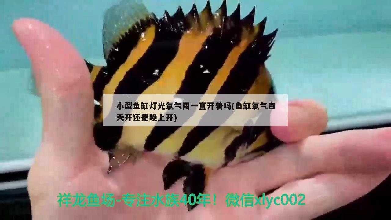 小型魚(yú)缸燈光氧氣用一直開(kāi)著嗎(魚(yú)缸氧氣白天開(kāi)還是晚上開(kāi)) 狗仔招財(cái)貓魚(yú)