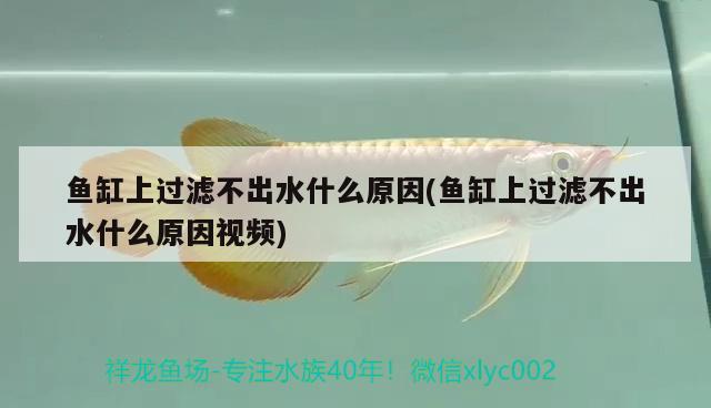 魚缸上過(guò)濾不出水什么原因(魚缸上過(guò)濾不出水什么原因視頻)