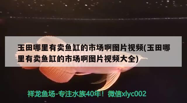 玉田哪里有賣魚缸的市場啊圖片視頻(玉田哪里有賣魚缸的市場啊圖片視頻大全)