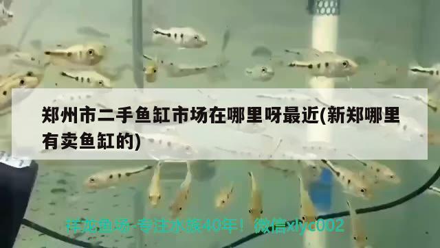 鄭州市二手魚缸市場在哪里呀最近(新鄭哪里有賣魚缸的)