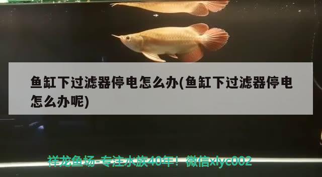 魚缸下過濾器停電怎么辦(魚缸下過濾器停電怎么辦呢) 斯維尼關(guān)刀魚