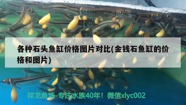 各種石頭魚(yú)缸價(jià)格圖片對(duì)比(金錢(qián)石魚(yú)缸的價(jià)格和圖片) 三間鼠魚(yú)