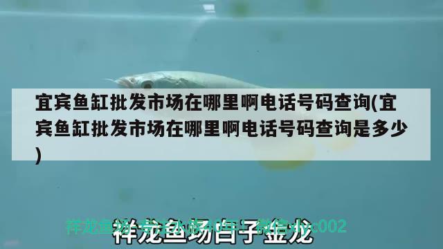 宜賓魚缸批發(fā)市場在哪里啊電話號碼查詢(宜賓魚缸批發(fā)市場在哪里啊電話號碼查詢是多少) 巴西亞魚苗