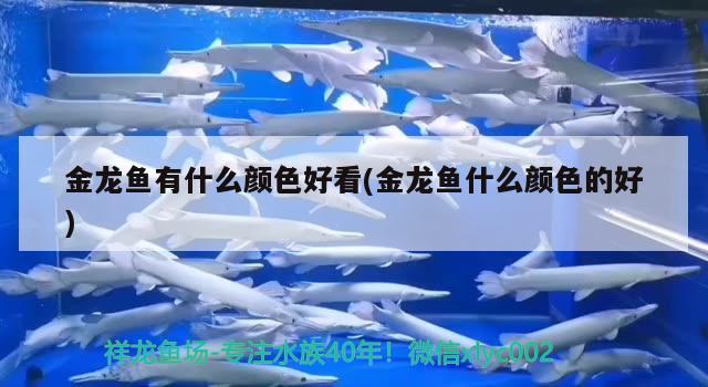 金龍魚有什么顏色好看(金龍魚什么顏色的好)