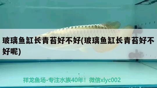 玻璃魚缸長青苔好不好(玻璃魚缸長青苔好不好呢) B級(jí)過背金龍魚