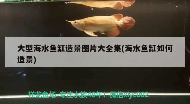 大型海水魚缸造景圖片大全集(海水魚缸如何造景) 海水魚