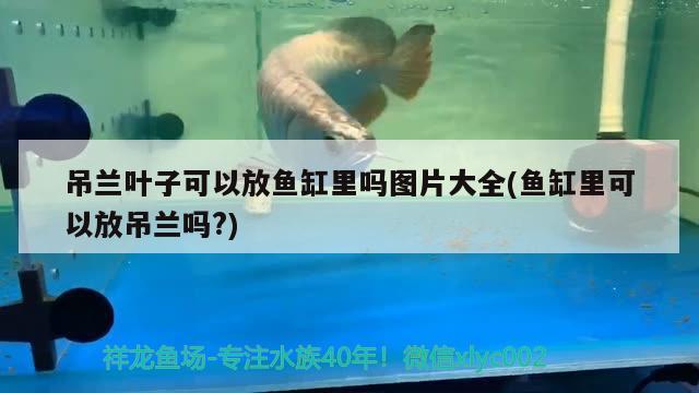 吊蘭葉子可以放魚缸里嗎圖片大全(魚缸里可以放吊蘭嗎?)