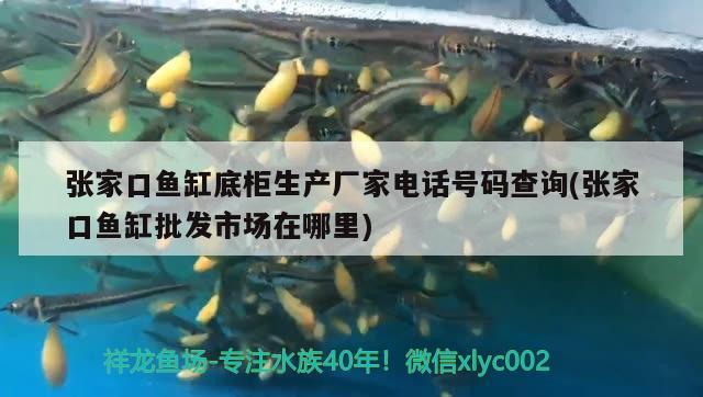 張家口魚缸底柜生產(chǎn)廠家電話號碼查詢(張家口魚缸批發(fā)市場在哪里) 金老虎魚