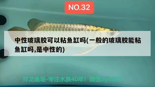 中性玻璃膠可以粘魚缸嗎(一般的玻璃膠能粘魚缸嗎,是中性的)