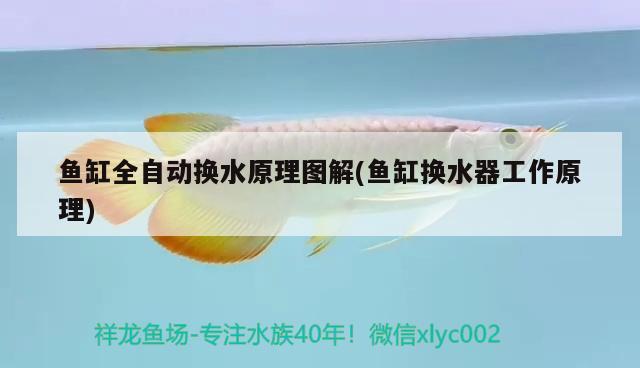 魚缸全自動換水原理圖解(魚缸換水器工作原理)