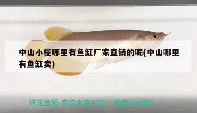 中山小欖哪里有魚缸廠家直銷的呢(中山哪里有魚缸賣)