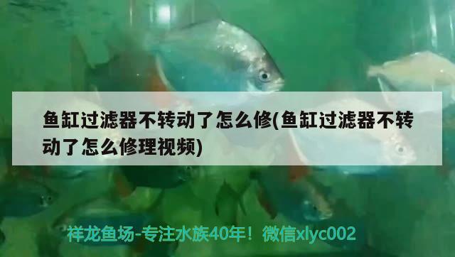 魚缸過濾器不轉(zhuǎn)動(dòng)了怎么修(魚缸過濾器不轉(zhuǎn)動(dòng)了怎么修理視頻)