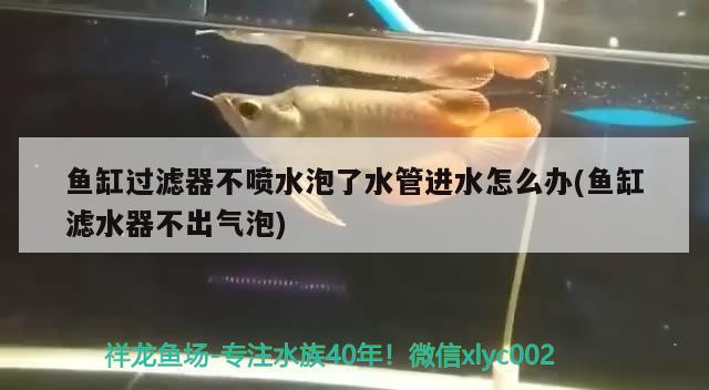 魚(yú)缸過(guò)濾器不噴水泡了水管進(jìn)水怎么辦(魚(yú)缸濾水器不出氣泡) 白子紅龍魚(yú)