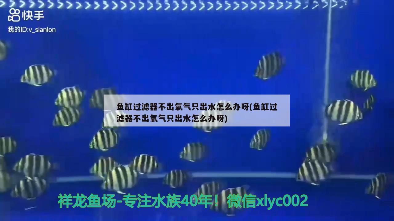 魚(yú)缸過(guò)濾器不出氧氣只出水怎么辦呀(魚(yú)缸過(guò)濾器不出氧氣只出水怎么辦呀) 觀(guān)賞魚(yú)飼料