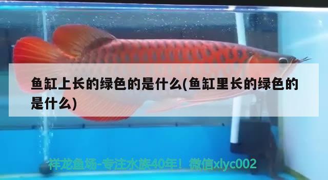 魚缸上長的綠色的是什么(魚缸里長的綠色的是什么)