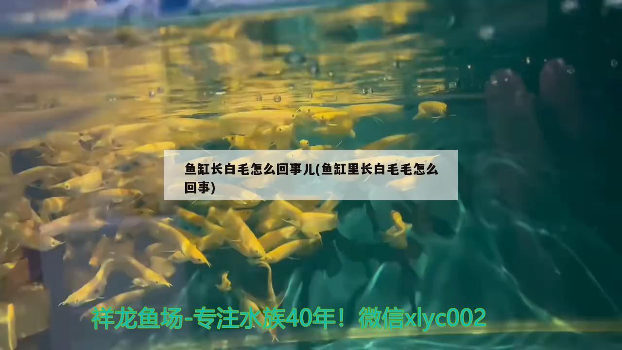 魚缸長白毛怎么回事兒(魚缸里長白毛毛怎么回事)