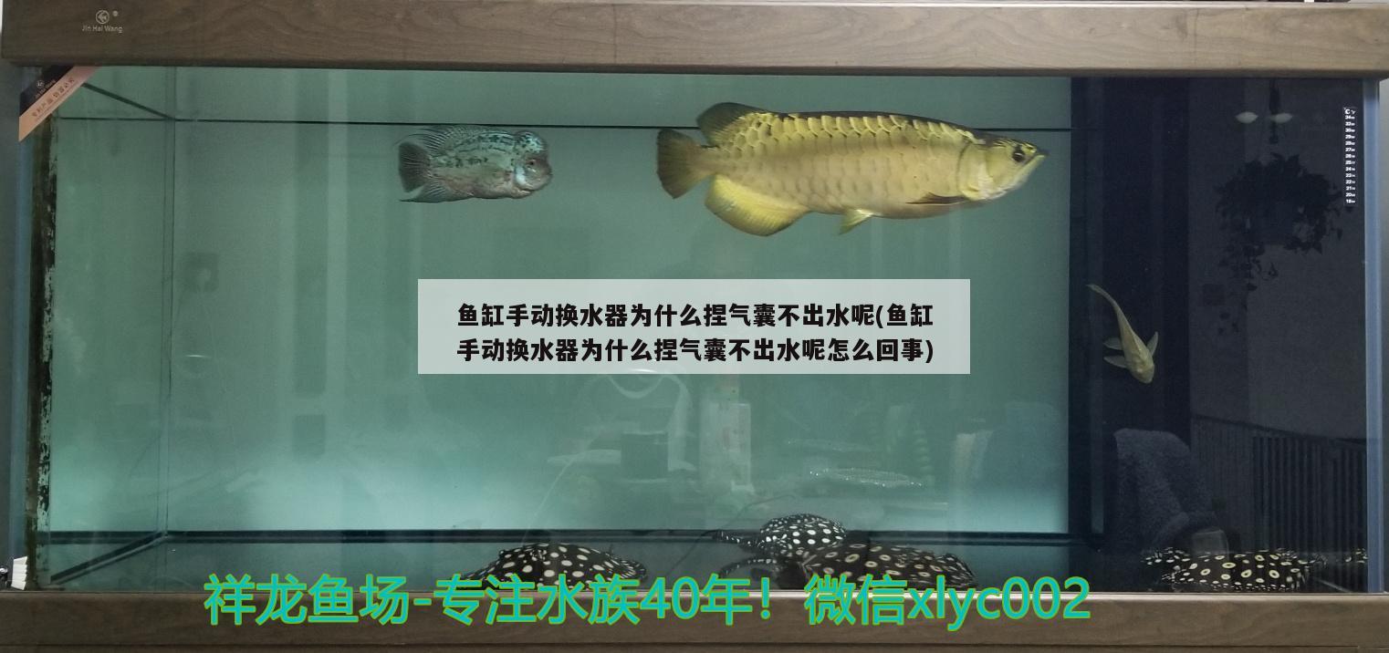 魚(yú)缸手動(dòng)換水器為什么捏氣囊不出水呢(魚(yú)缸手動(dòng)換水器為什么捏氣囊不出水呢怎么回事) 黃金斑馬魚(yú)