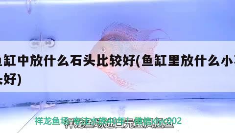 魚缸中放什么石頭比較好(魚缸里放什么小石頭好) 超血紅龍魚