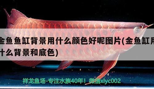 金魚魚缸背景用什么顏色好呢圖片(金魚缸用什么背景和底色) 水族雜談