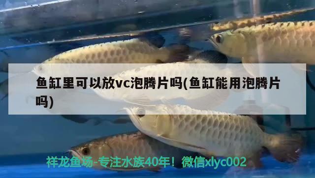 魚缸里可以放vc泡騰片嗎(魚缸能用泡騰片嗎) 過背金龍魚