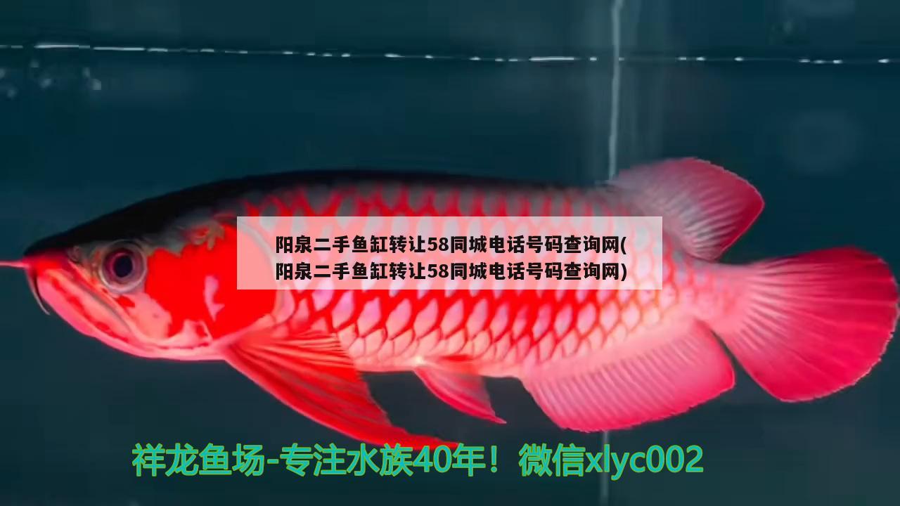 陽泉二手魚缸轉(zhuǎn)讓58同城電話號碼查詢網(wǎng)(陽泉二手魚缸轉(zhuǎn)讓58同城電話號碼查詢網(wǎng))