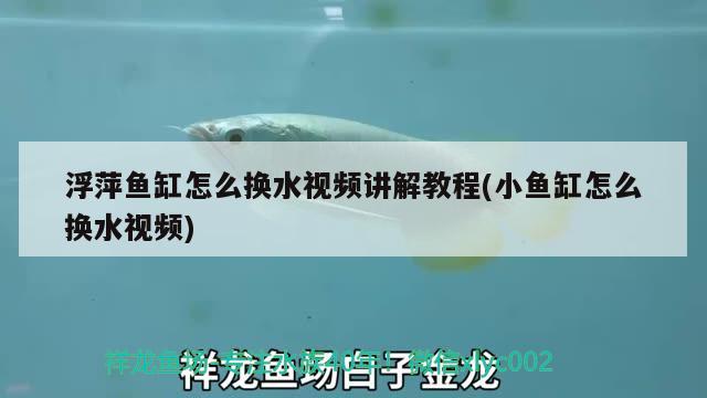 浮萍魚(yú)缸怎么換水視頻講解教程(小魚(yú)缸怎么換水視頻) 大白鯊魚(yú)