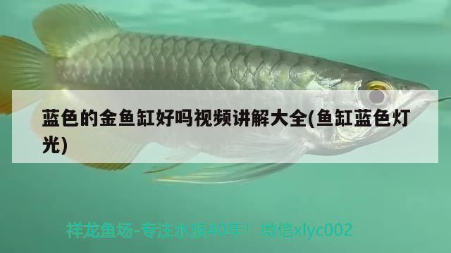 藍(lán)色的金魚缸好嗎視頻講解大全(魚缸藍(lán)色燈光) 夢幻雷龍魚