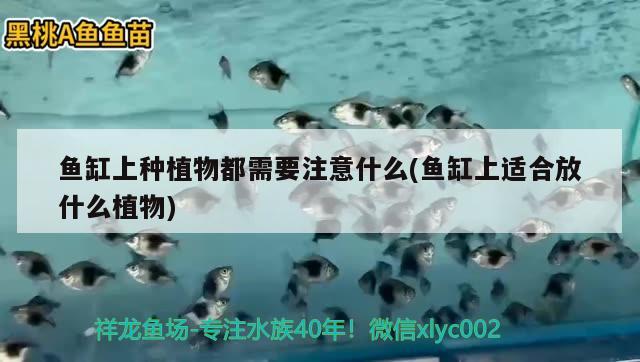 魚缸上種植物都需要注意什么(魚缸上適合放什么植物) 龍魚專用燈