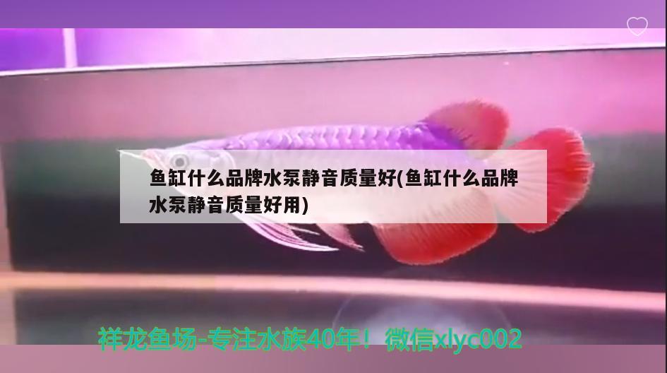 魚缸什么品牌水泵靜音質(zhì)量好(魚缸什么品牌水泵靜音質(zhì)量好用)