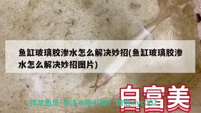 魚缸玻璃膠滲水怎么解決妙招(魚缸玻璃膠滲水怎么解決妙招圖片) 白子銀版魚苗