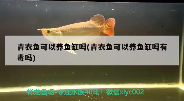 青衣魚可以養(yǎng)魚缸嗎(青衣魚可以養(yǎng)魚缸嗎有毒嗎) 黑影道人魚