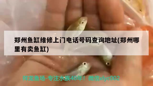 鄭州魚缸維修上門電話號碼查詢地址(鄭州哪里有賣魚缸)