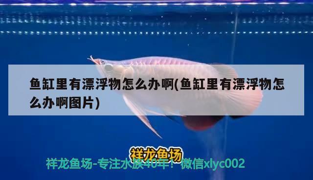 魚(yú)缸里有漂浮物怎么辦啊(魚(yú)缸里有漂浮物怎么辦啊圖片) 白子關(guān)刀魚(yú)苗