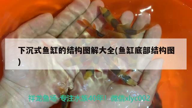 下沉式魚缸的結(jié)構(gòu)圖解大全(魚缸底部結(jié)構(gòu)圖) 杰西卡恐龍魚