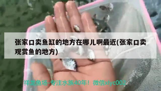 張家口賣魚缸的地方在哪兒啊最近(張家口賣觀賞魚的地方)