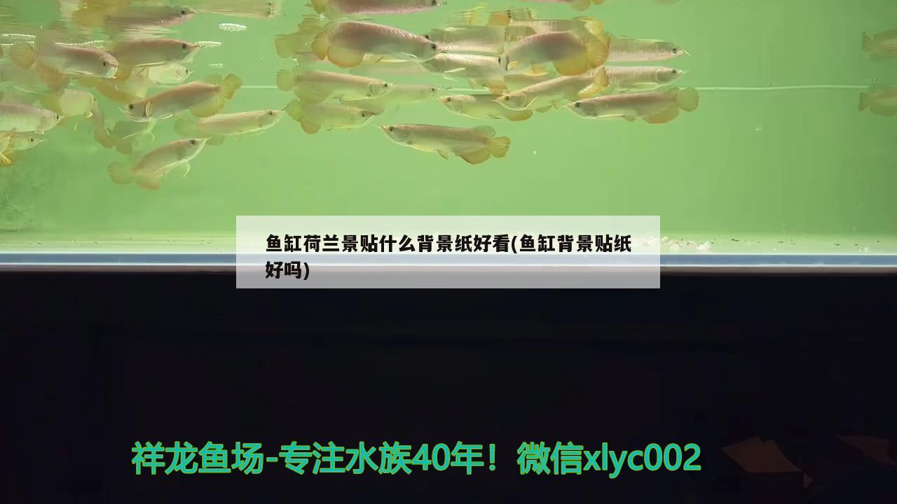 魚(yú)缸荷蘭景貼什么背景紙好看(魚(yú)缸背景貼紙好嗎) 銀龍魚(yú)百科