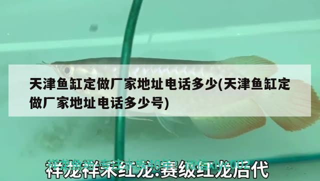 天津魚缸定做廠家地址電話多少(天津魚缸定做廠家地址電話多少號(hào)) 朱巴利魚苗