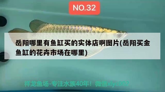 岳陽(yáng)哪里有魚缸買的實(shí)體店啊圖片(岳陽(yáng)買金魚缸的花卉市場(chǎng)在哪里) 銀龍魚