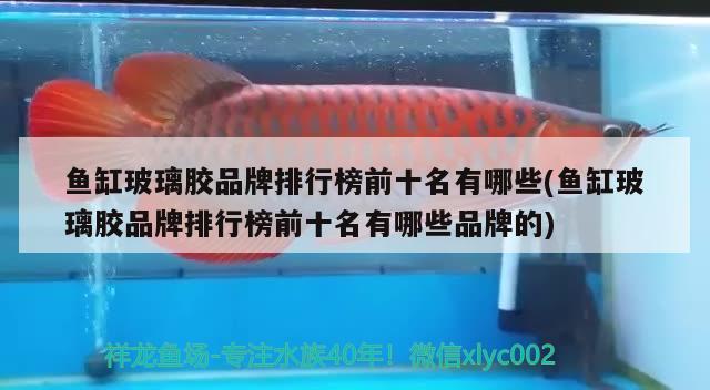 魚缸玻璃膠品牌排行榜前十名有哪些(魚缸玻璃膠品牌排行榜前十名有哪些品牌的)