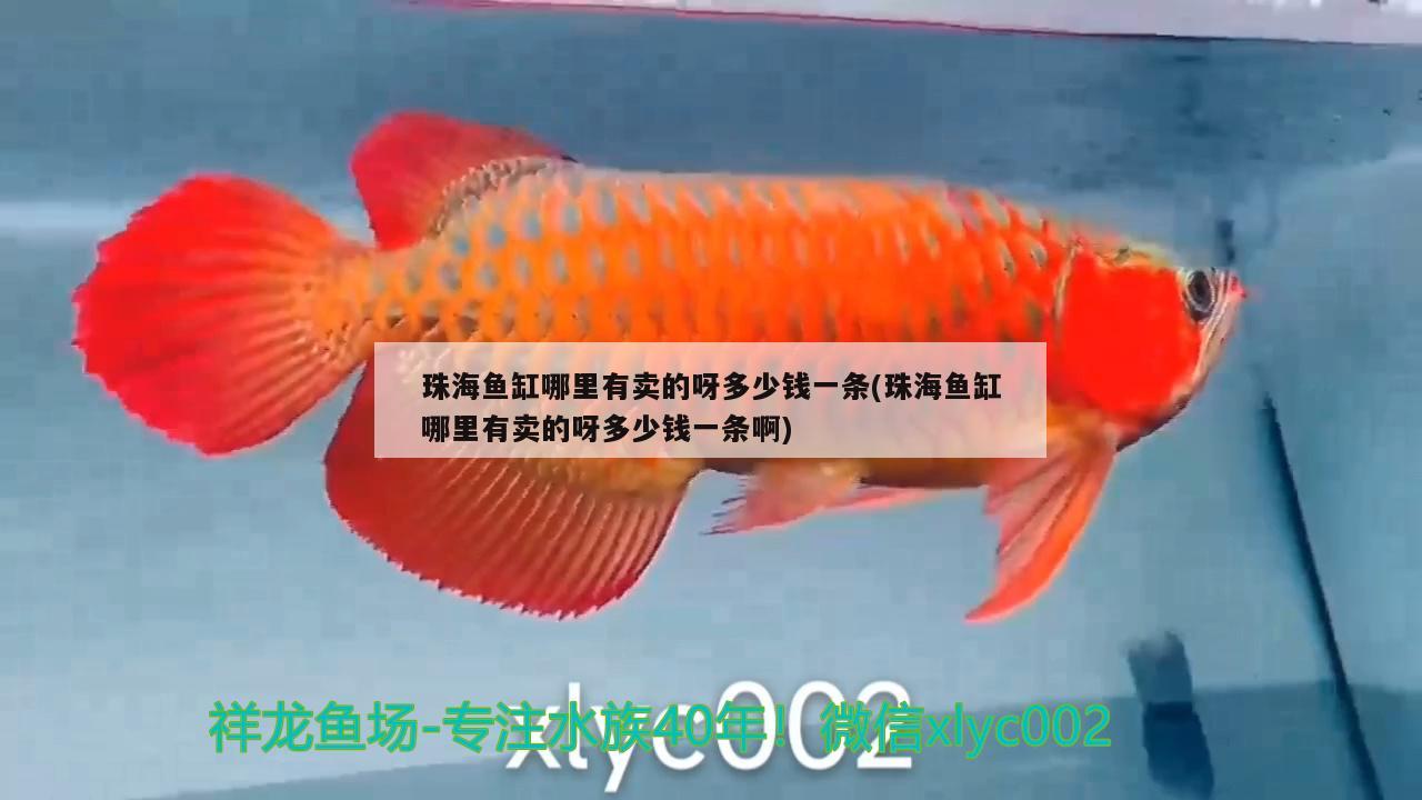 珠海魚缸哪里有賣的呀多少錢一條(珠海魚缸哪里有賣的呀多少錢一條啊) 黃金夢幻雷龍魚