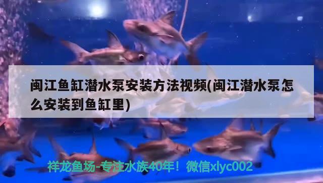 閩江魚(yú)缸潛水泵安裝方法視頻(閩江潛水泵怎么安裝到魚(yú)缸里) 黃金達(dá)摩魚(yú)