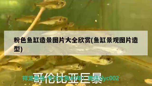 粉色魚缸造景圖片大全欣賞(魚缸景觀圖片造型) 龍魚百科