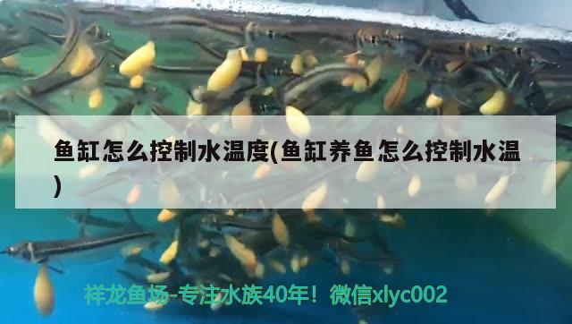 魚(yú)缸怎么控制水溫度(魚(yú)缸養(yǎng)魚(yú)怎么控制水溫)