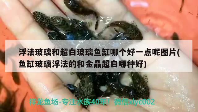 浮法玻璃和超白玻璃魚缸哪個(gè)好一點(diǎn)呢圖片(魚缸玻璃浮法的和金晶超白哪種好)