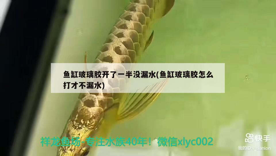 魚(yú)缸玻璃膠開(kāi)了一半沒(méi)漏水(魚(yú)缸玻璃膠怎么打才不漏水) 海象魚(yú)